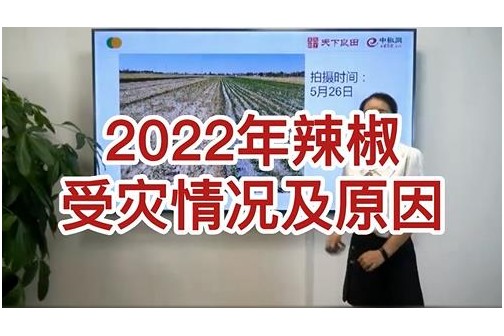 2022年辣椒受災情況及原因 ()