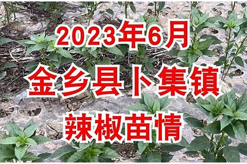 2023年6月金鄉縣卜集鎮辣椒苗情 ()