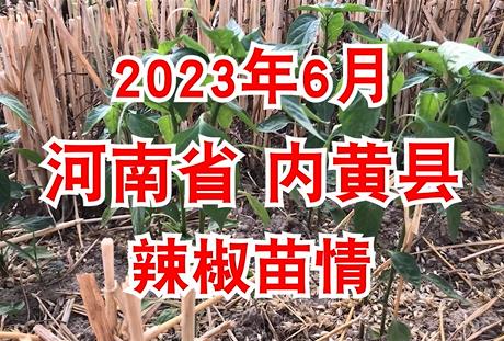 2023年6月河南省內黃縣辣椒苗情 ()